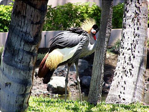 greycrane1