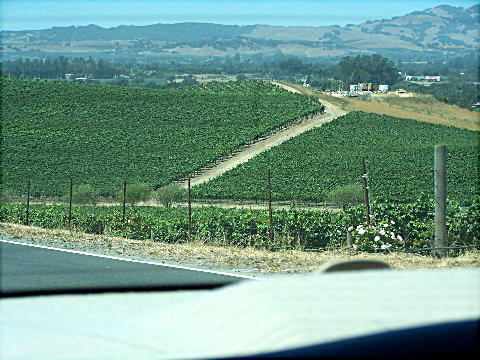 napagrapes1