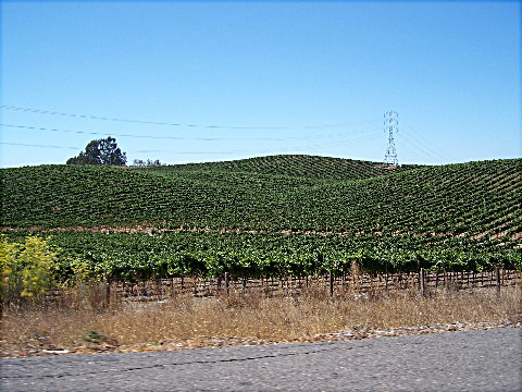 napagrapes2