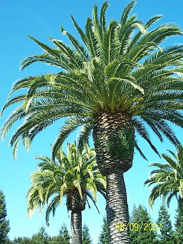 palmtrees