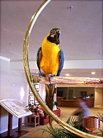 parrot1