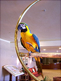 parrot2