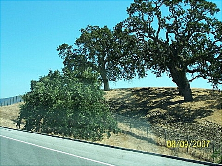trees