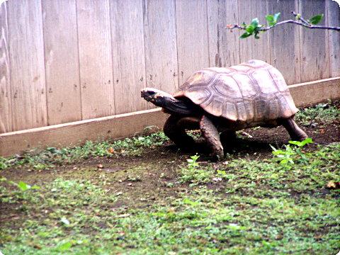 turtle