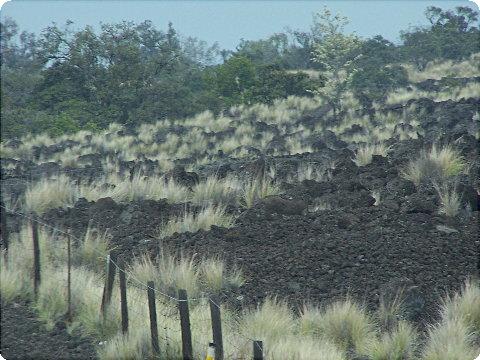 waikoloa1