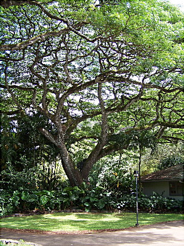 waimea2