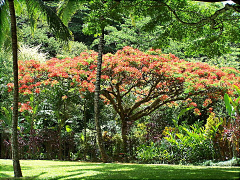 waimea3