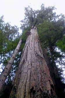 Looking Up