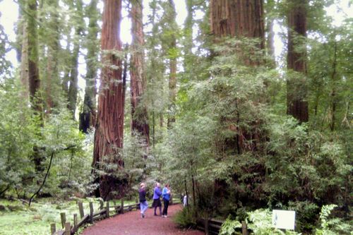 Really Big Trees