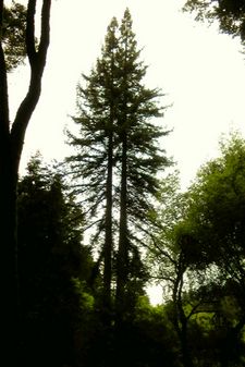 Sillouetted Pair