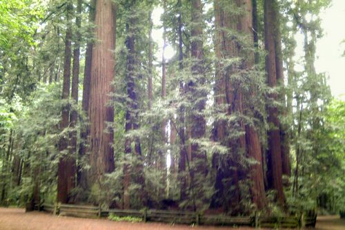 Redwood Clump