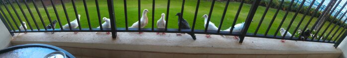 IMG_20130515_071651.jpg image